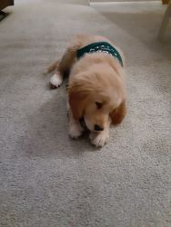 3 month Golden Retriever Puppy for adoption to a wonderful home.