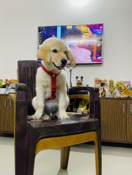 I want to sell my golden retriever puppy due to personal reasons