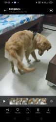 Golden retriever puppy looking for caring home