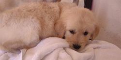 Golden retriever puppies females and males available