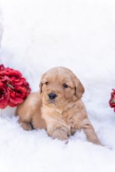 AKC Golden Retriever puppy