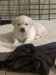 AKC Golden Retriever male and female available