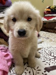 Want to sell my 40days golden retriever puppy
