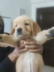 Golden retreiver puppy ( dark brown Male) for sale