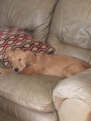 Full blooded golden retrievers looking for a forever home