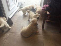 attractive golden retrievers puppies Available