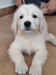 75days Puppy Golden Retriever with vacinated