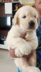 Golden Retriever puppies available in Coimbatore