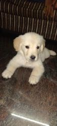 Male puppy and Female puppy for sale