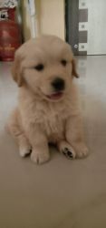 Want to sale golden retriever bread dog