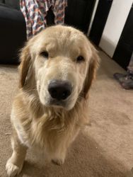 1 year and 3 month old Golden Retriever