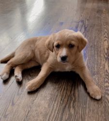 Female Golden retriever mix (Text my phone number)