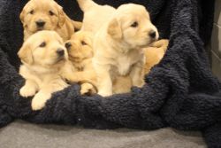 Golden Retriever Puppies for Sale in Riverton Utah!