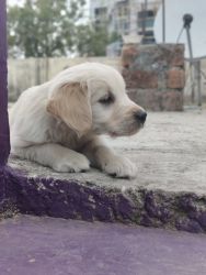 Want to sell my 52 days old puppy