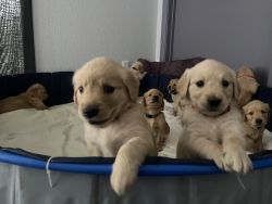 7weeks old pups ready to find a new home!