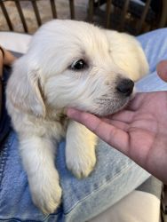 English Cream Golden Puppies for Sale