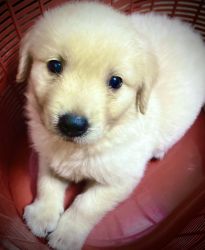 Female Golden Retriever puppy for sale