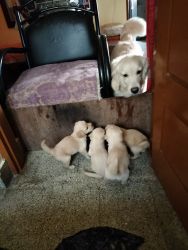 Golden retriever puppies available male and female