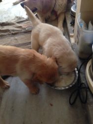 1month old White and Brown Color Golden Retriever Male Puppy on Sale
