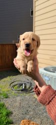 4 Golden Retriever/Labrador puppies
