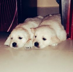 White golden ritriever puppies for sale