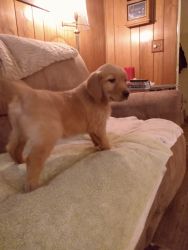 Pure Breed Puppies For Sale