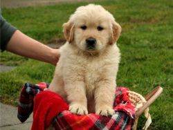 Lovely Golden retreiver puppies ready now