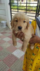Cute Goldens for sale