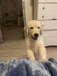 3 month old Golden Retriever puppy