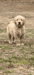 Golden retriever (Boone)