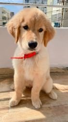 Golden retriever female puppy on sale