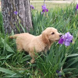 Golden Retriever puppies American Kennel Club
