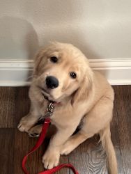 Male Golden puppy for sale