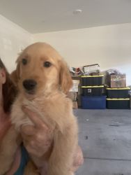purebred golden retriever pupies for sale ready now