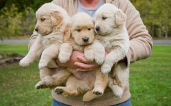 Stunning golden retriever puppies