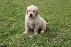 The sweetest AKC Golden Retriever Pups