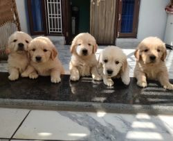 Golden retriever cute puppies (imported bloodline)