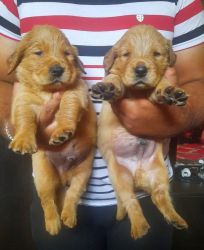 Golden retriever puppys available
