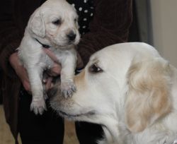 Cream Golden Retrievers (8)- Champion Sire - available end of May