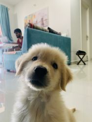Golden retriever 4 months puppy for sale