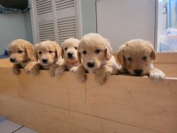 Gorgeous Golden Retrievers puppies with AKC papers