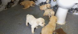 Lab and Golden retriever puppies Available