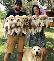 Golden Retriever’s Puppies For sale