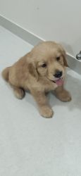 Puppy-Golden Retriever for Sale