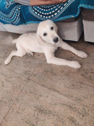 Golden retriever puppy female for sale
