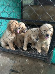 Golden retriever 2 month puppies