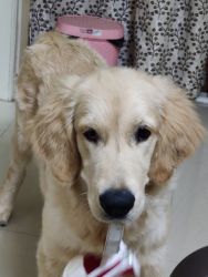 6 months Golden retriever puppy for sale
