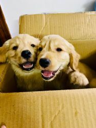 Two Male Golden Retriever Brothers