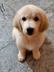 Golden retriever female puppy for sale in chennai