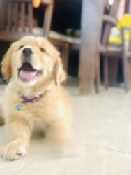 Male golden retriever puppy for sale